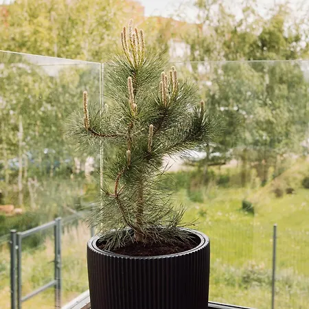 Wrzosowa 23 Z Garazem Na Rowery Appartamento Kudowa-Zdrój